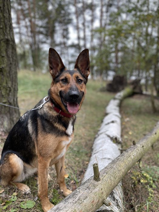 Kama poleca się do adopcji