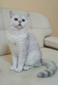 В'язка, британський кіт (Срібна шиншила).