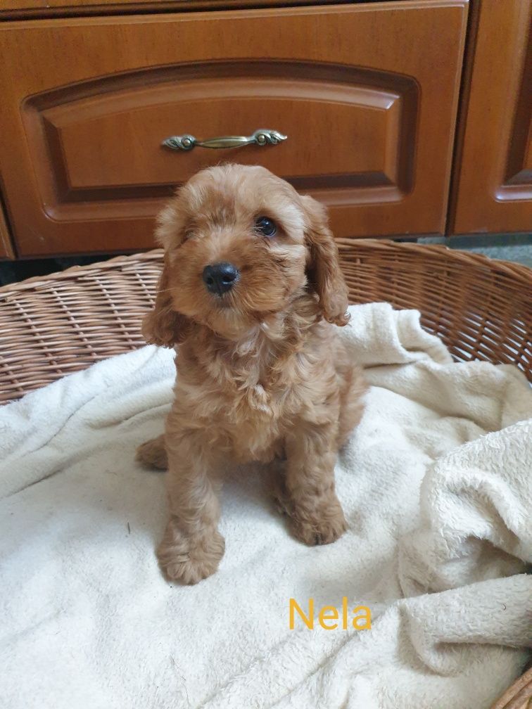 Cockapoo. Dziewczynka Nela. Cocker spaniel Angielski/ Pudel miniaturow