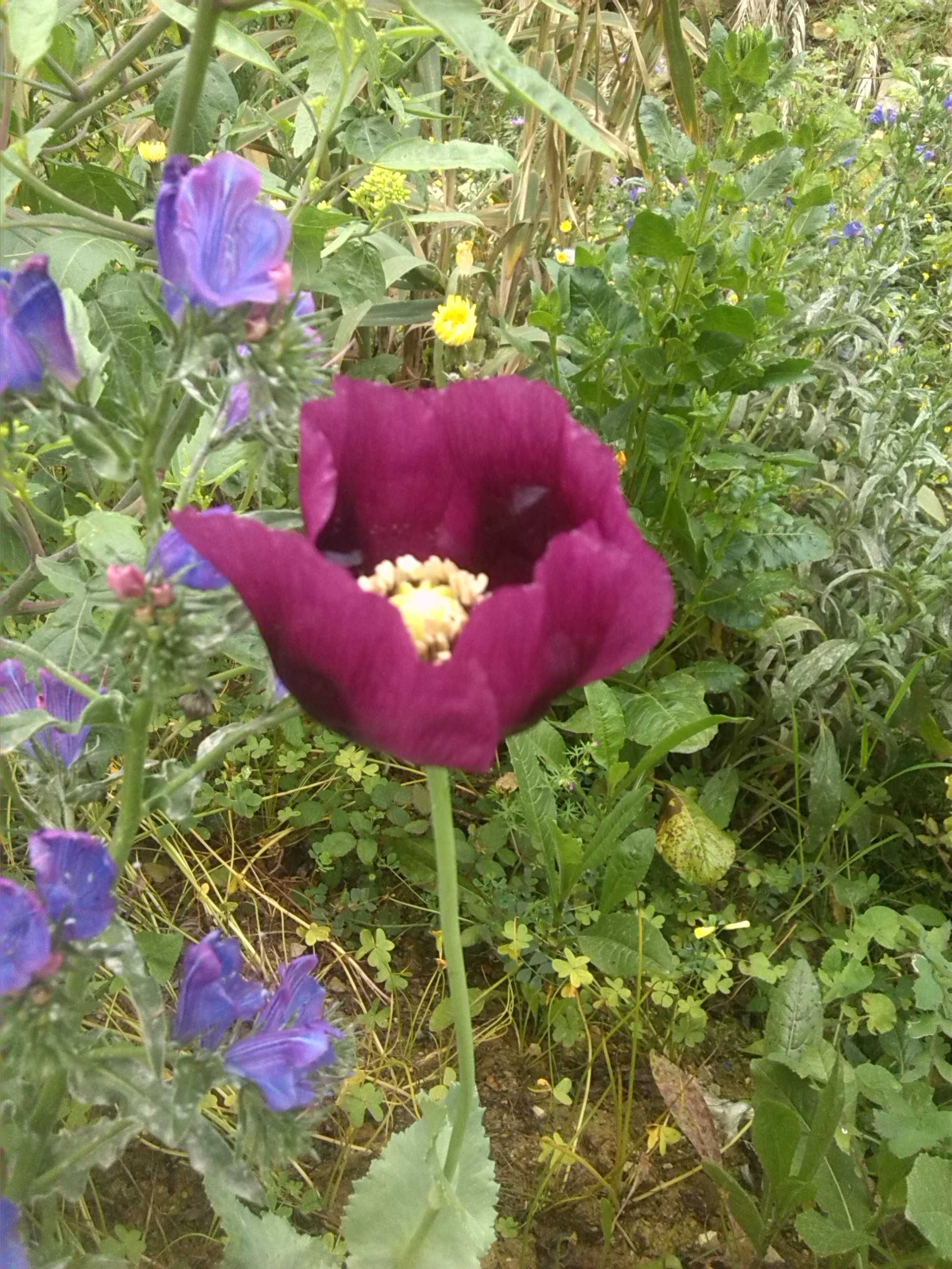 PAPOILAS Roxas e Violetas