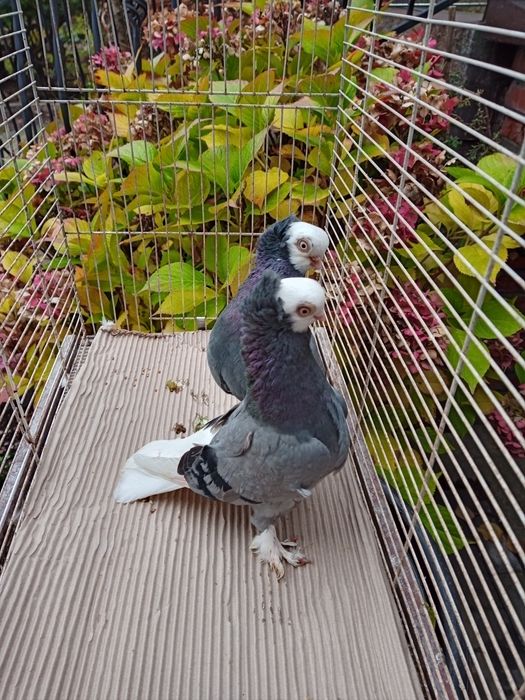 Krymki hamburskie ,białogłówki, sroczki polskie.