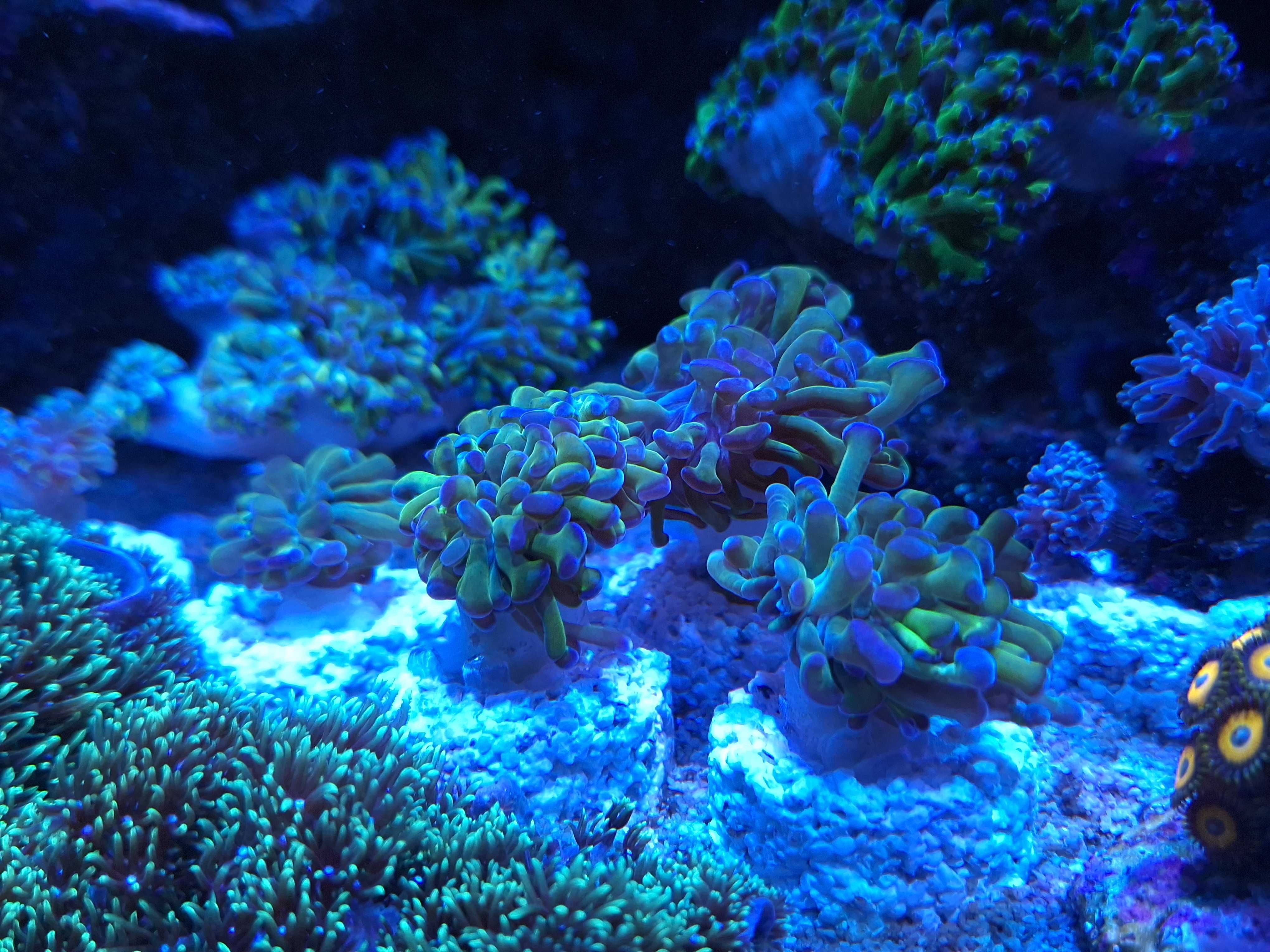 Euphyllia Paraancora - koralowce morskie