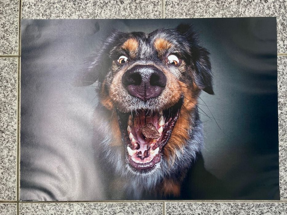 Fotos animais ( caes )