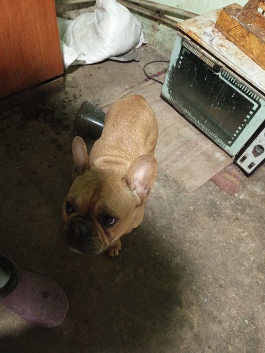 Продам девочку французского бульдога