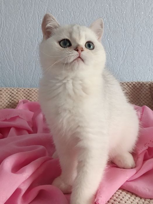 Шикарний котик чекає на свою родину