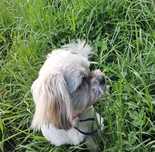 Shih tzu sczeniak 7 miesięcy