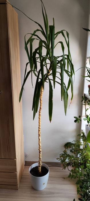 Kwiat Juka 180cm Yucca
