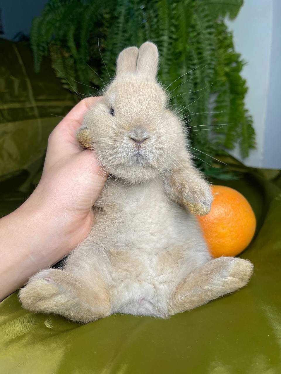 Нідерландський карлик, міні кролик декоративний, карликовий