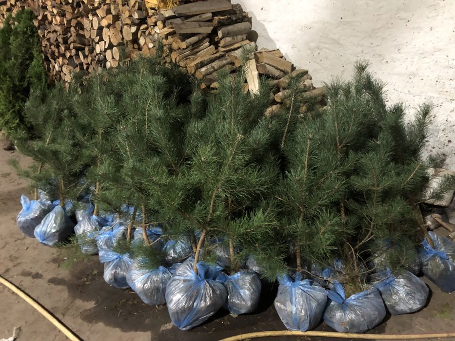 Саженцы Сосни, Сосна Кримская, саженцы декоративной Сосни.