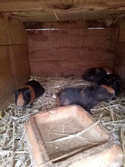 Sprzedam świnki morskie