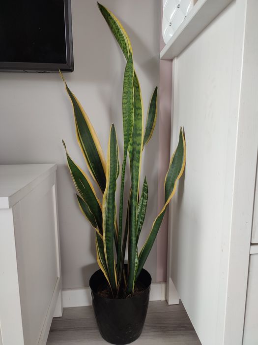 Sansevieria Sansa roślina doniczka kwiatek