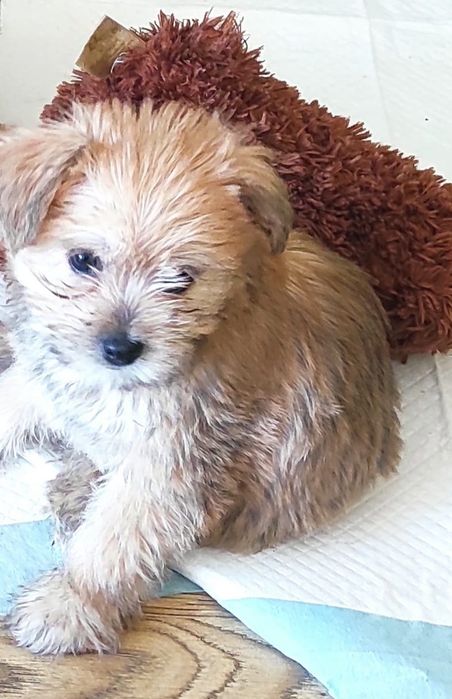 Mieszanka Lhasa apso  z Maltańczykiem