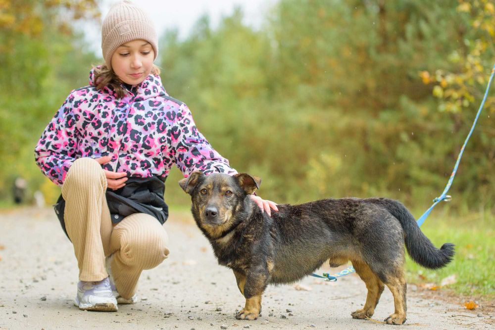 Przyjazny piesek na krótkich łapkach - Ulio szuka domu