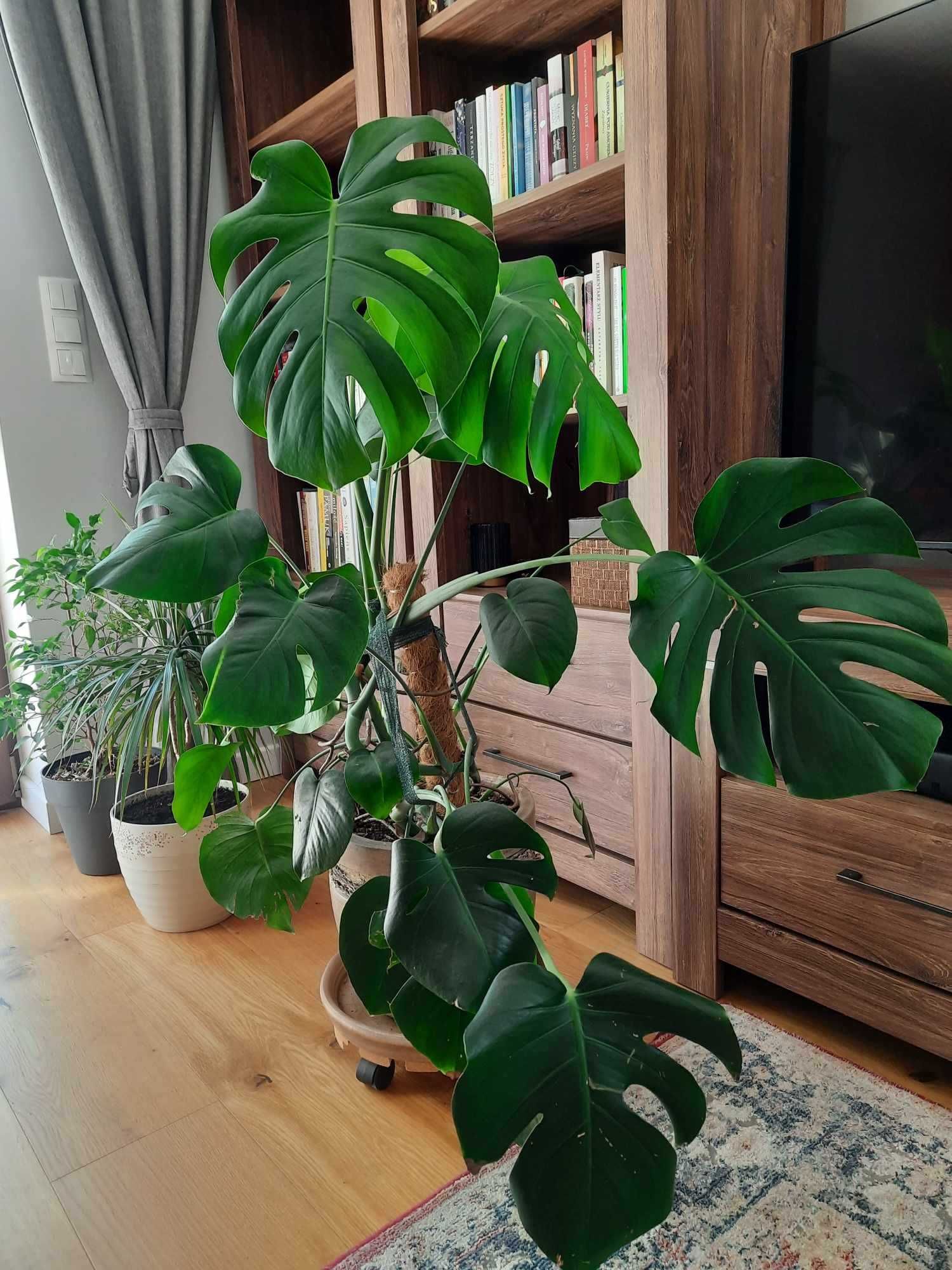 Monstera piękna i zadbana 100 cm