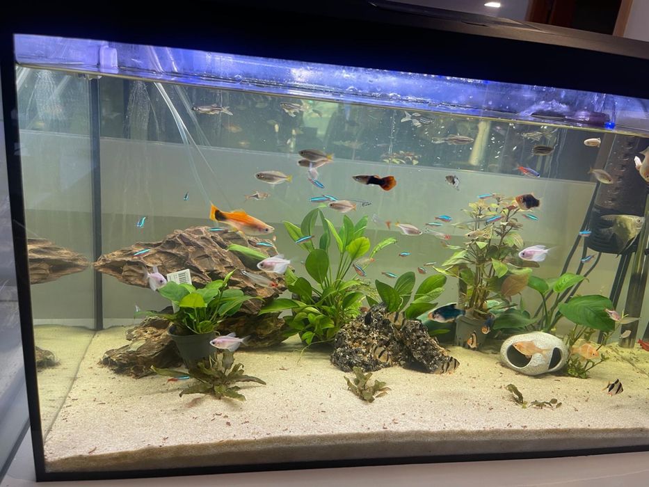 Aquario como novo