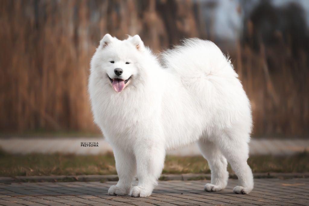 Szczenię * Samoyed * FCI