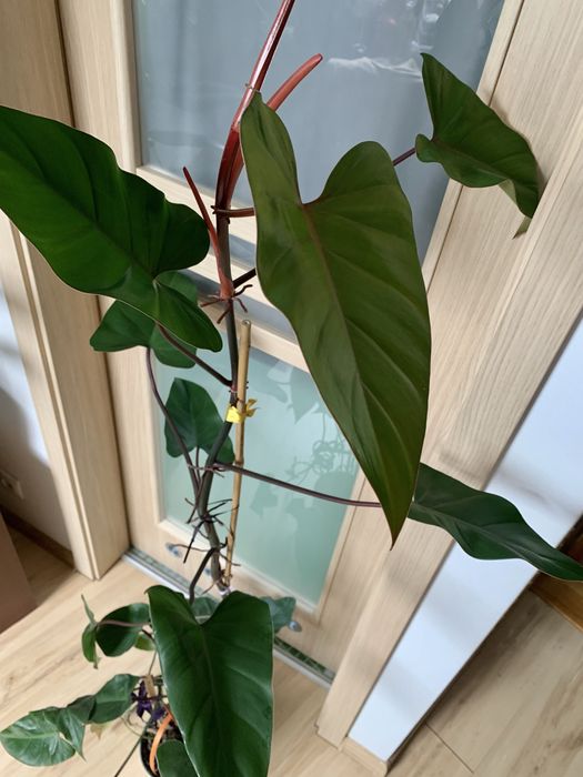 Kwiat zielony filodendron  150 cm