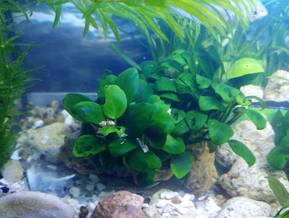 Продам акваріумні рослини