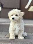 Piesek rasy Maltipoo