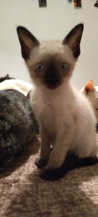 Adoção RESPONSÁVEL - 2Macho