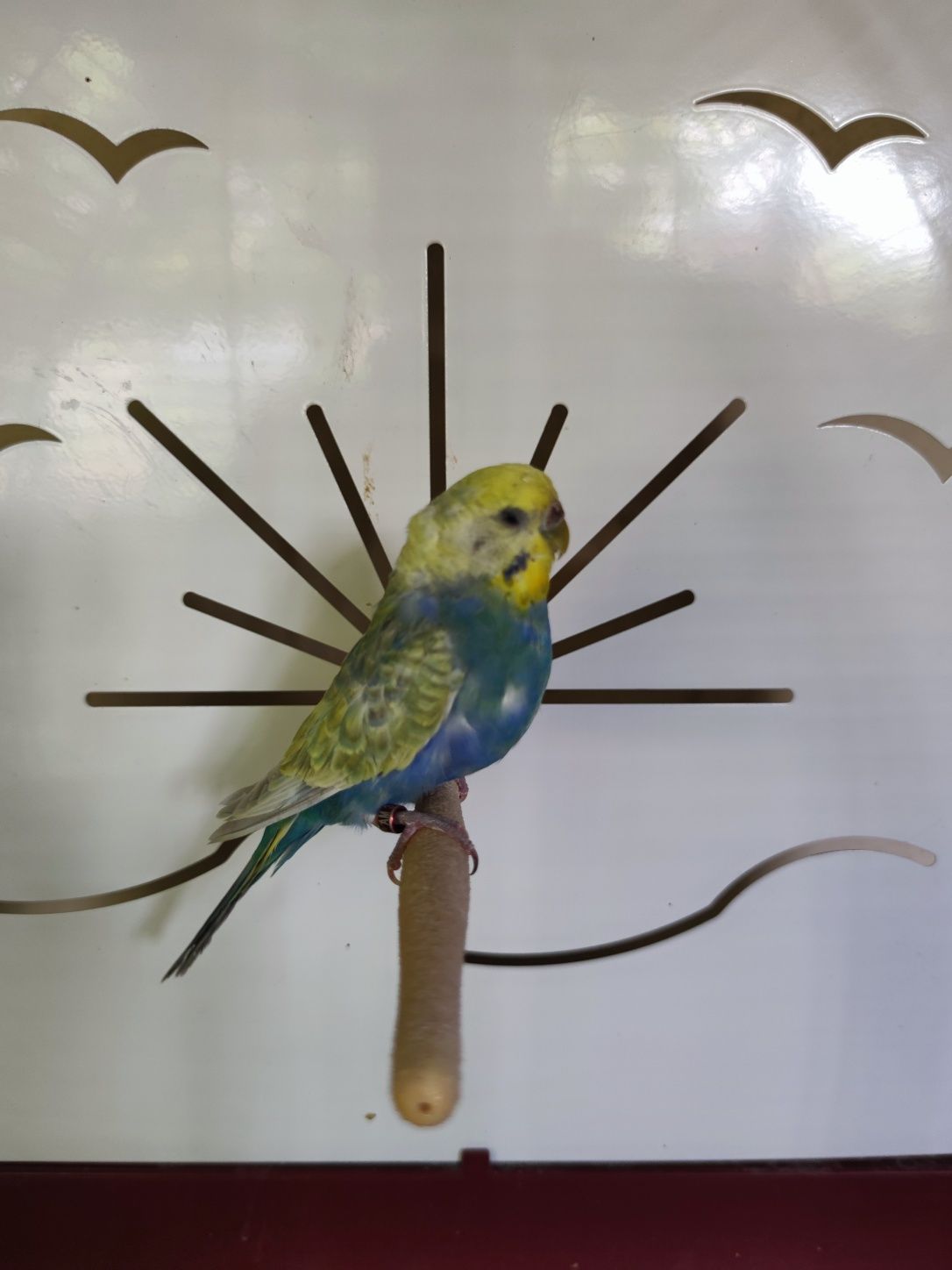 Vendo fêmea arco iris