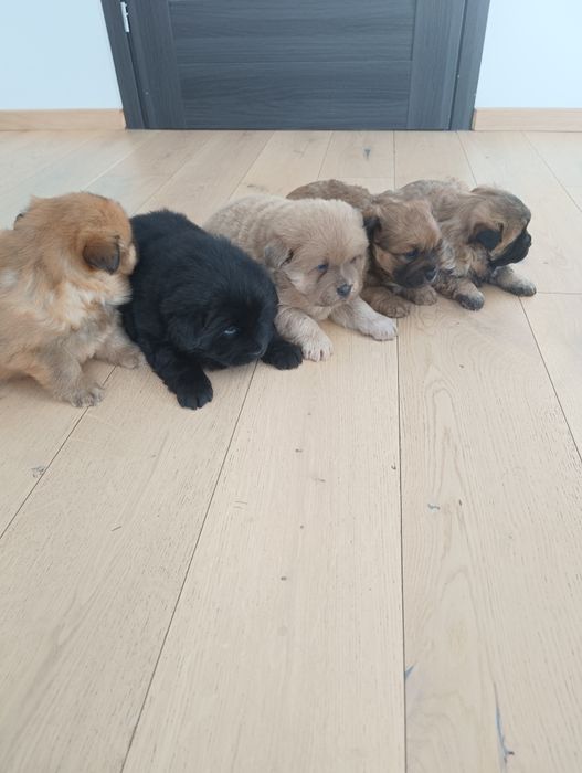 Pieski chow chow szczeniaczki