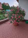 Oleander roślina 10 lat