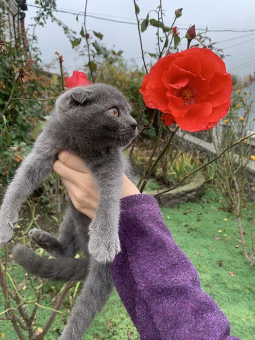 Продам кошенят Шотландців