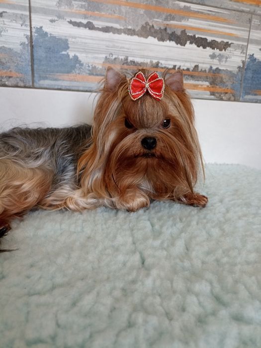 Йоркширські тер'єри родовід КСУ