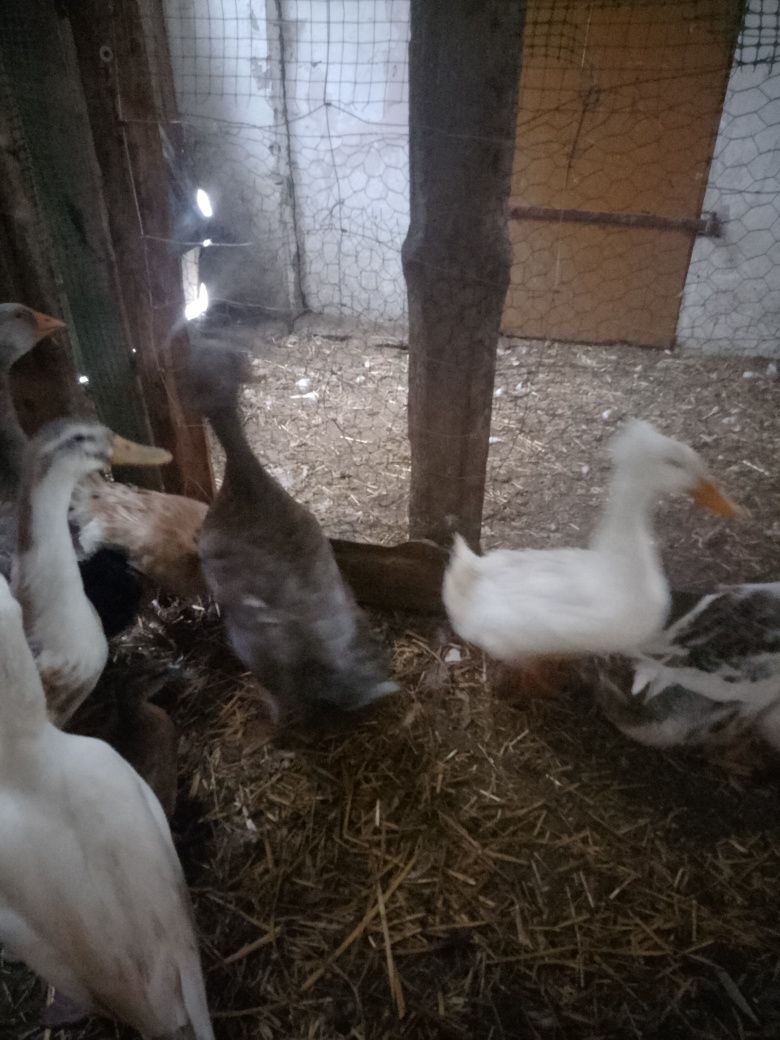 Sprzedam parę kaczek czubatych