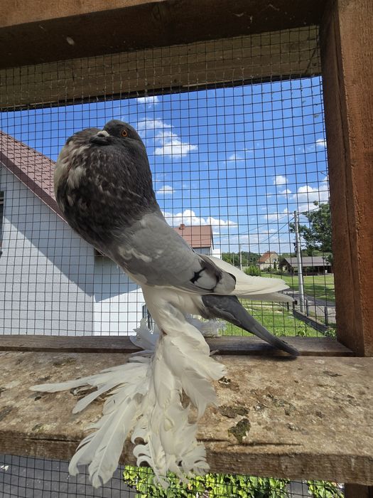 Garłacz Pomorski samiec 25