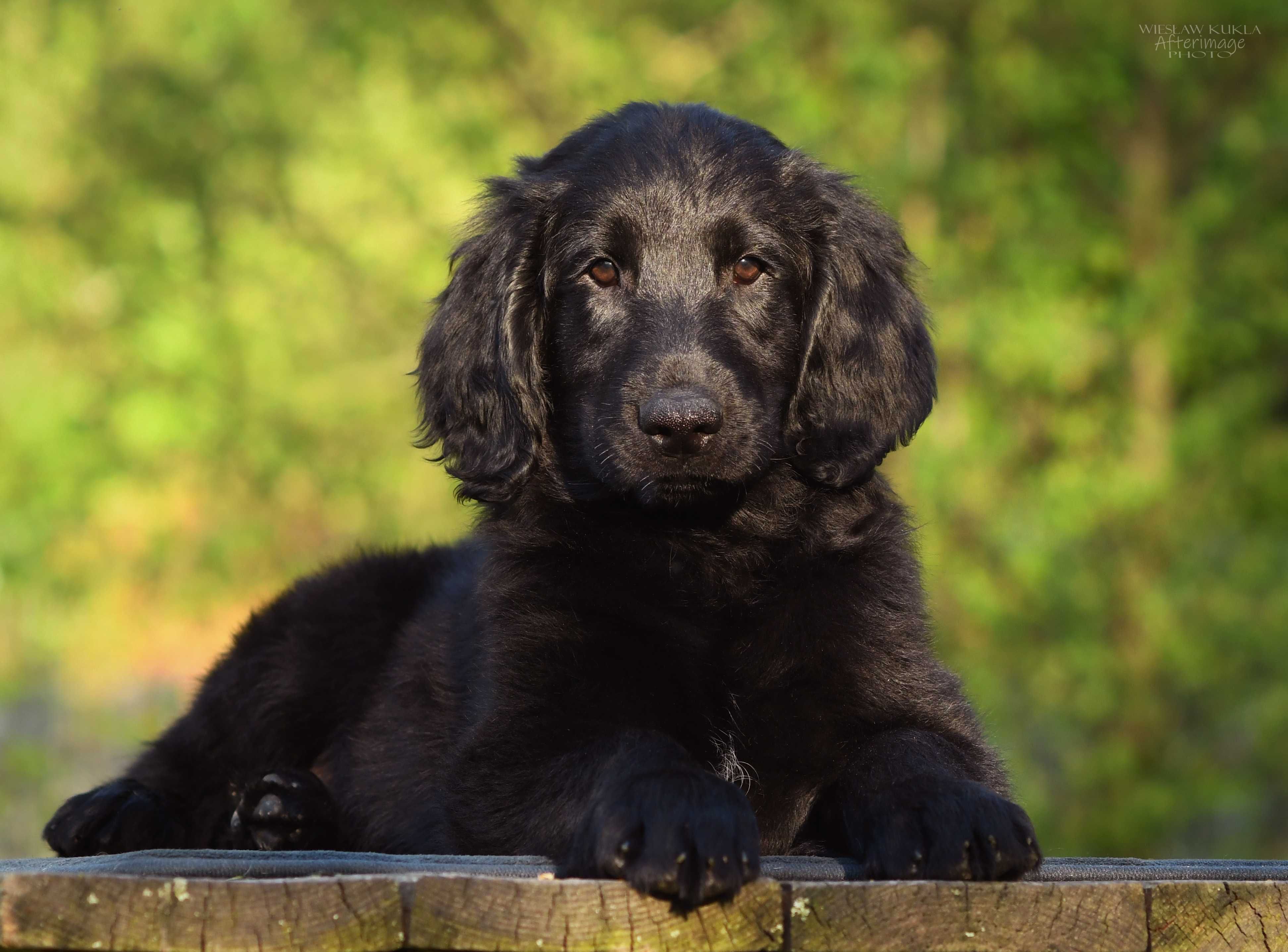 Flat Coated Retriever - czarny piesek po Zwycięzcy Świata