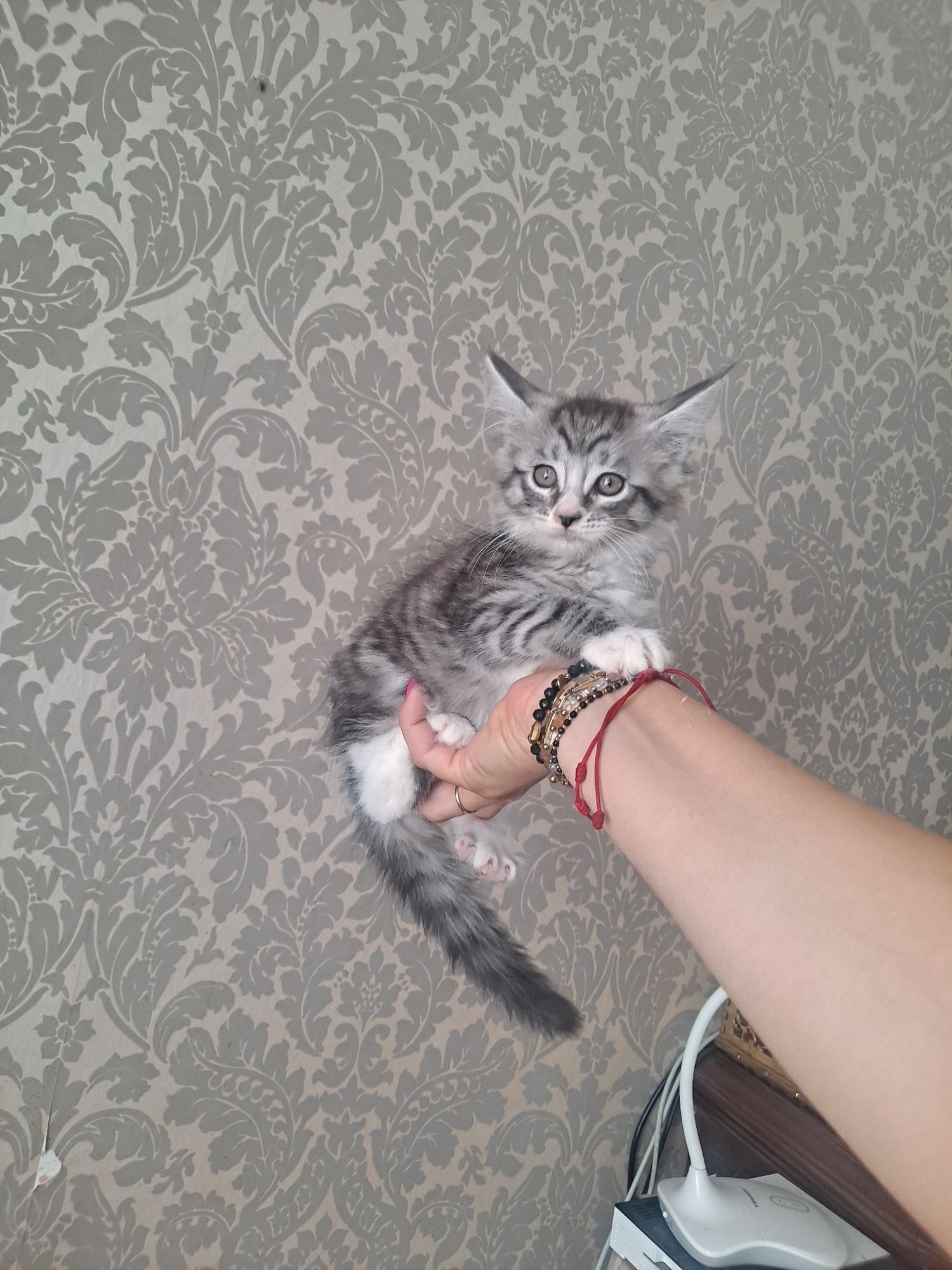 Kocurek maine coon