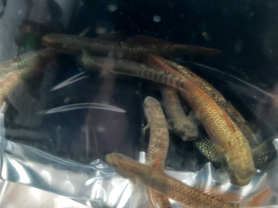 babka tęczowa ( czyściciel glonów)