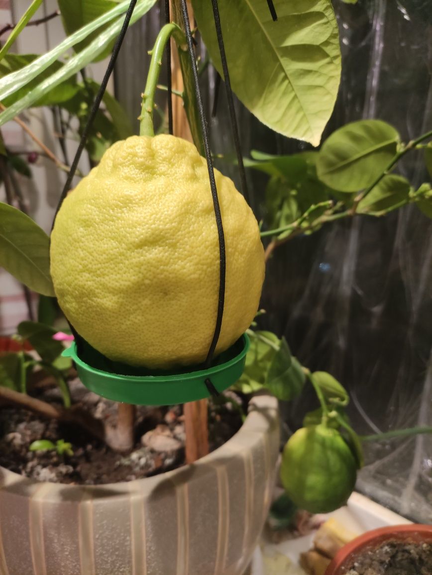 Сортовой лимон "Киевский крупноплодный".Мини цитрусовые.Кумкват