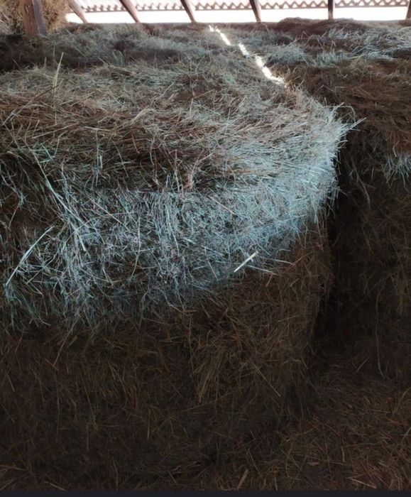 Siano baloty bele 120x120 oraz baloty lucernia