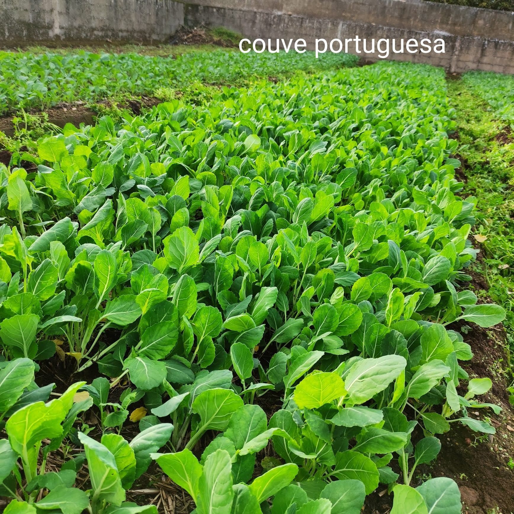 Couve portuguesa para plantar