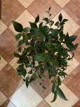 Fikus benjamina figowiec benjaminek 60 cm kwiat doniczkowy 4 sadzonki