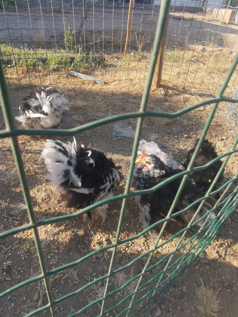 Lote de pekins jovens
