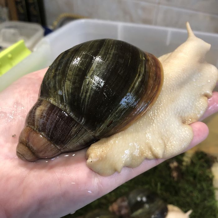 Архахатина Venrticosa leucistic