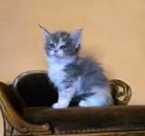 Niebieska szylkrecia Maine Coon