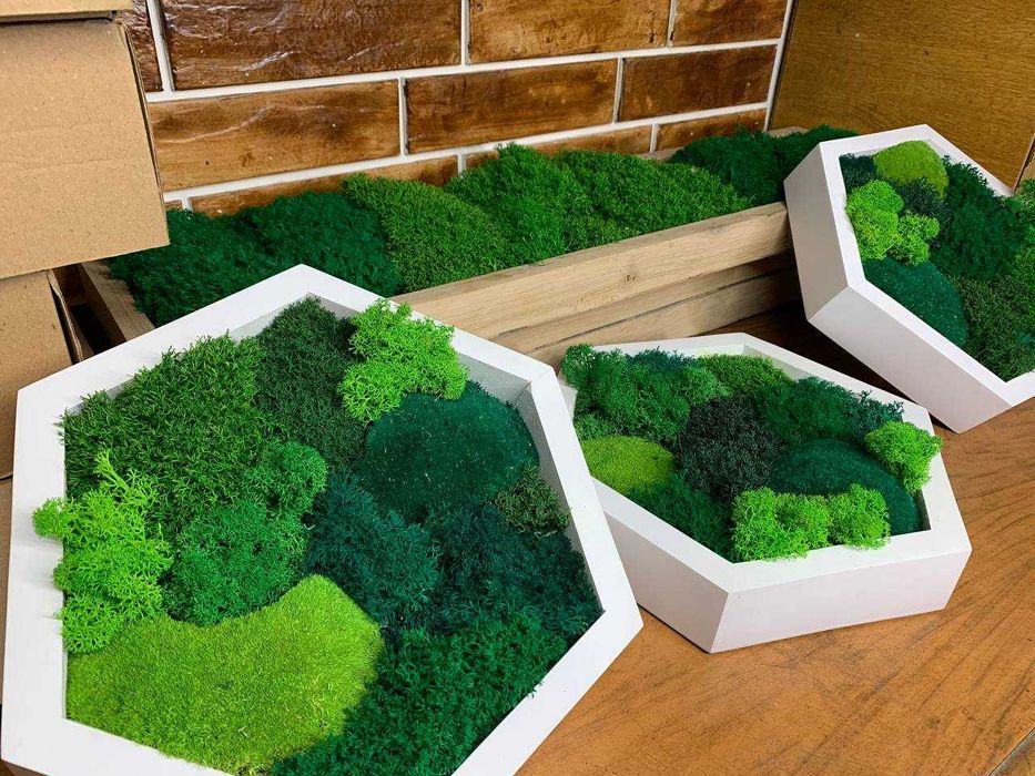 Мох у сотах, соти з мохом,декор з моху, стабілізований мох