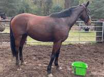 5 lat Klacz Szlachetna Półkrwi po Magnum Vd Bisschop / 5 year old Mare