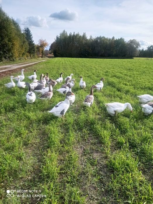 Gęsi - chów ekologiczny