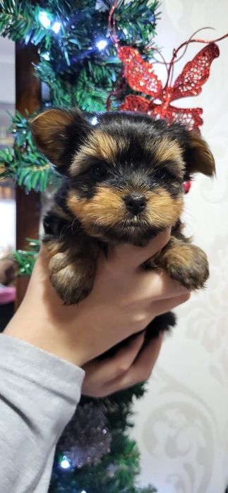 Yorkshire Terrier mini