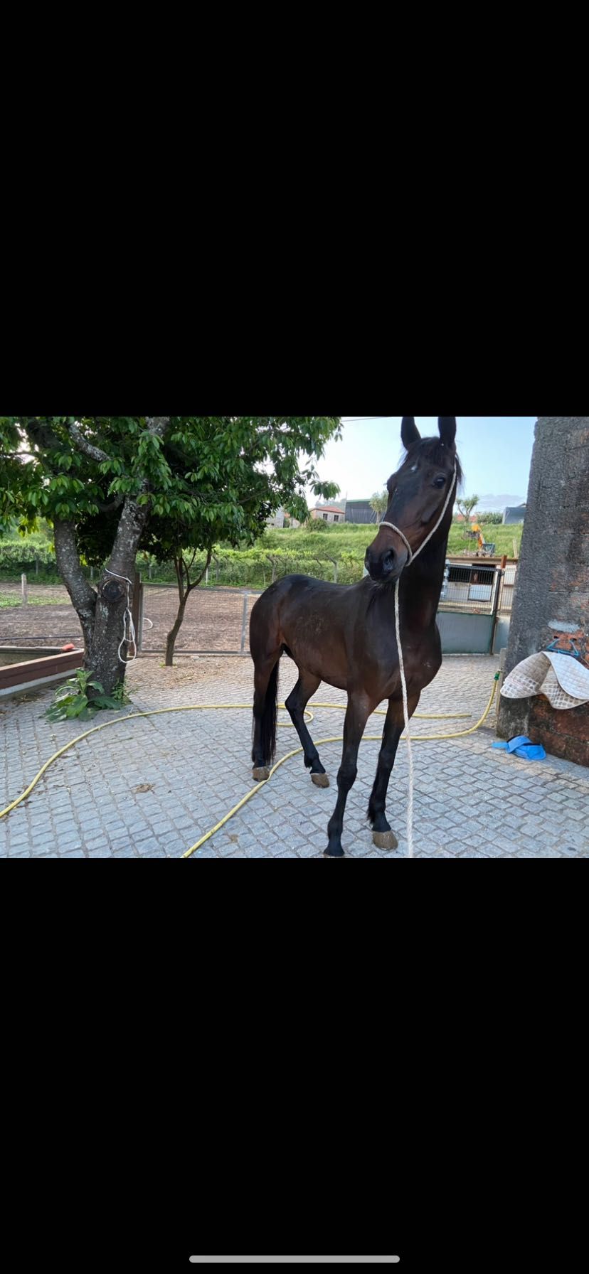Vendo égua cruzada