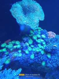 PALYTHOA koralowce morskie