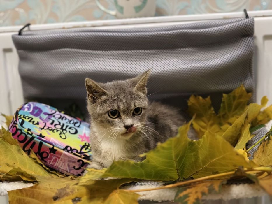 Кішечка, схожа на британочку шукає люблячий дім