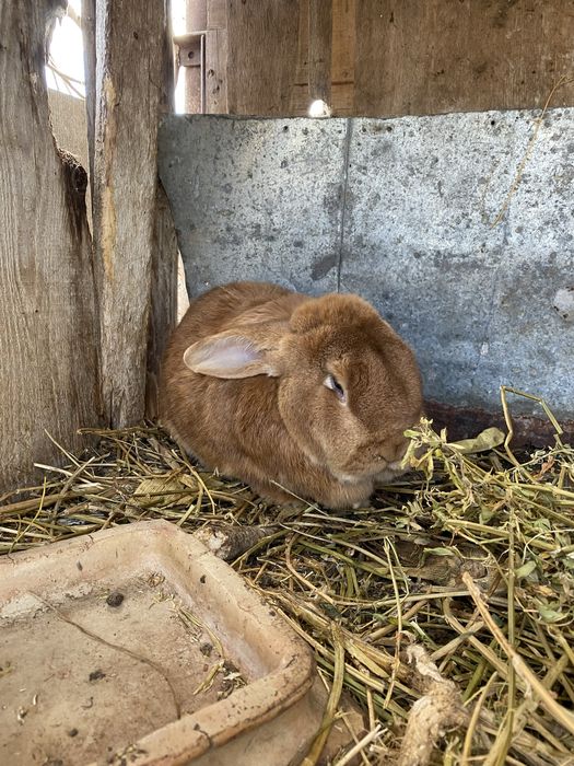 Кролики є 3 самці