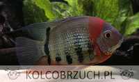 Pielęgnica severum - Sewerum - Heros efasciatus - dowóz, wysyłka